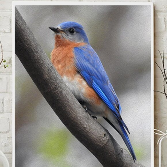 8x10 Eastern Bluebird Photography Oil‎ Painting Print - Picture 2 of 5